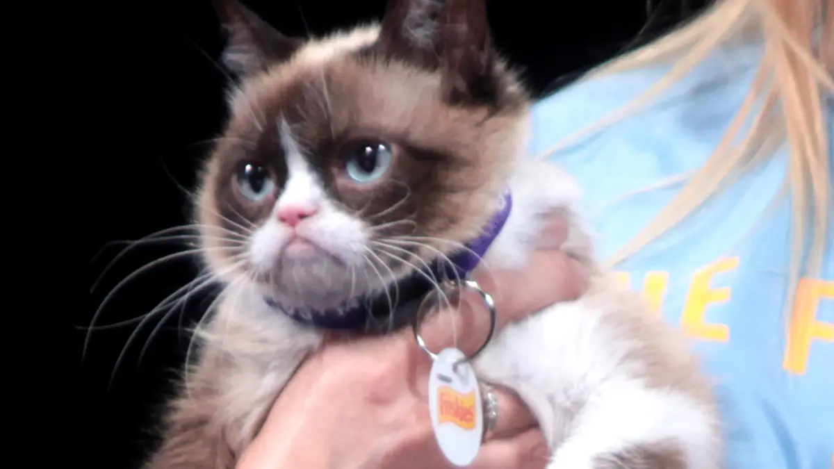 Grumpy Cat, held up to the camera, with her permanent frown