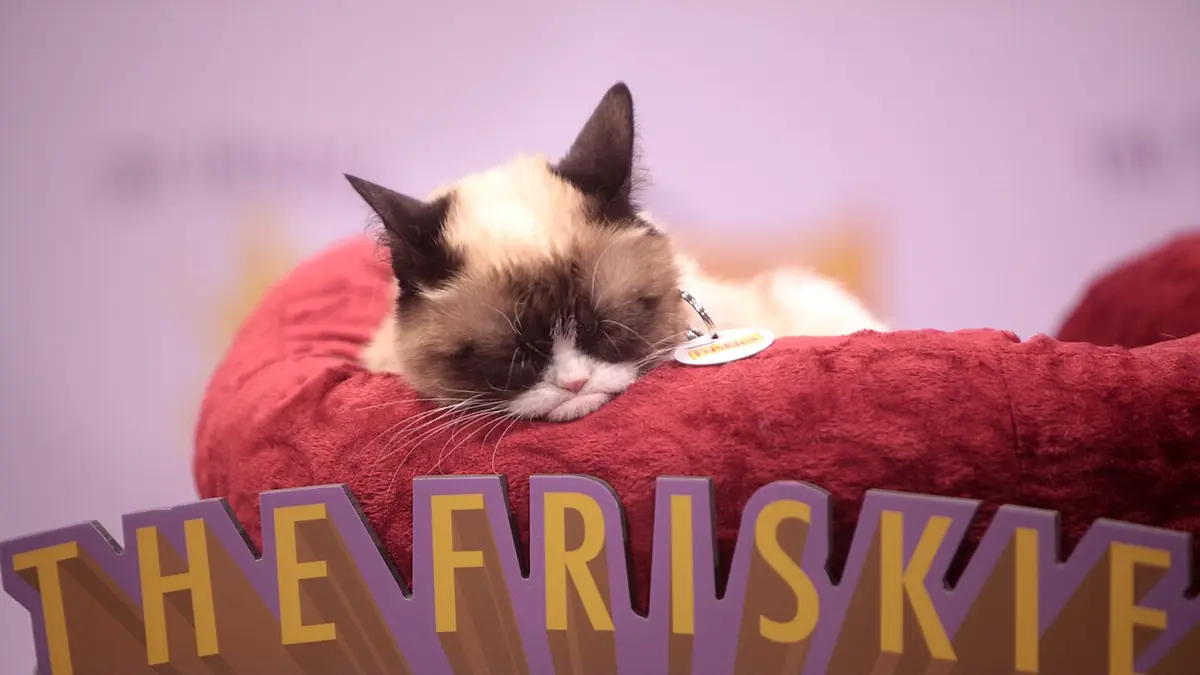 Grumpy Cat asleep on a red cushion on a stage